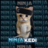 Ninja Kedi